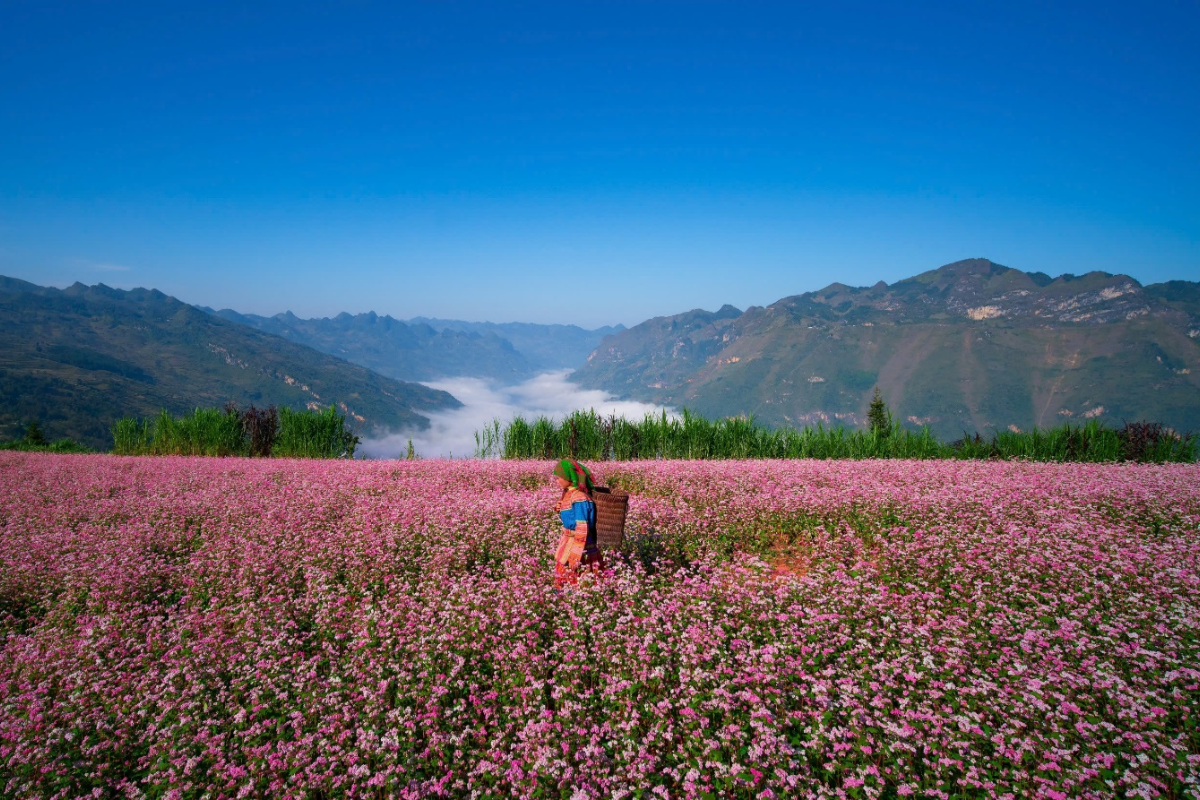 Field of pink and white buckwheat flowers in Ha Giang